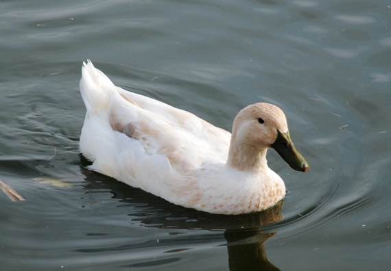 Kachna overberžská