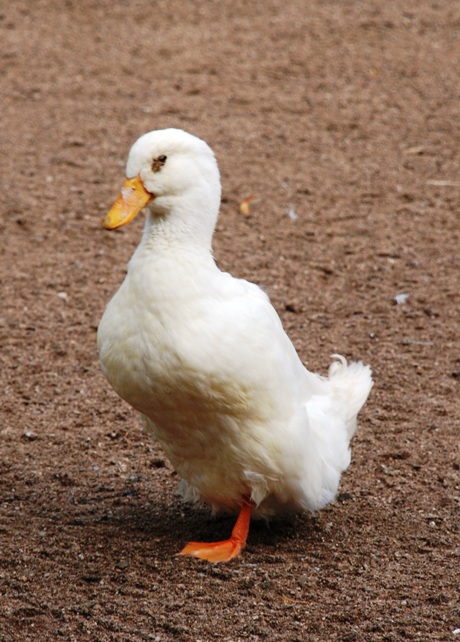 Kačer pekingský kolmý