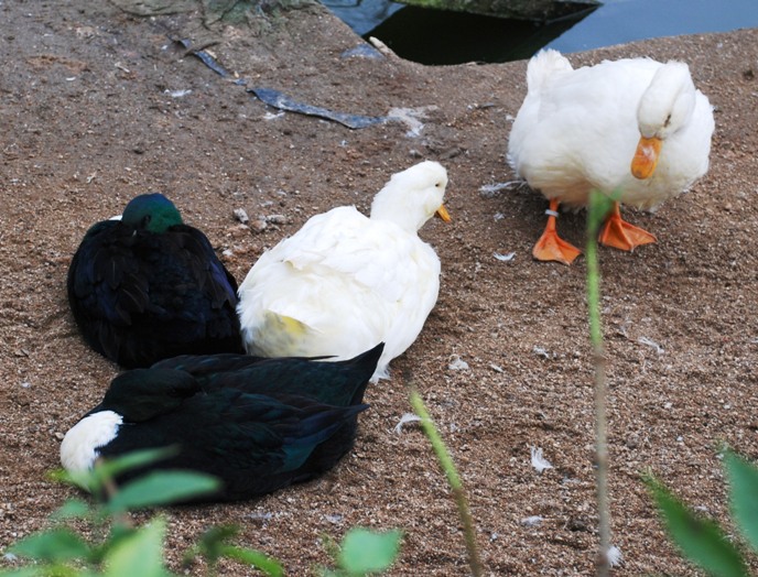 Kachny pekingské kolmé a pomořanské